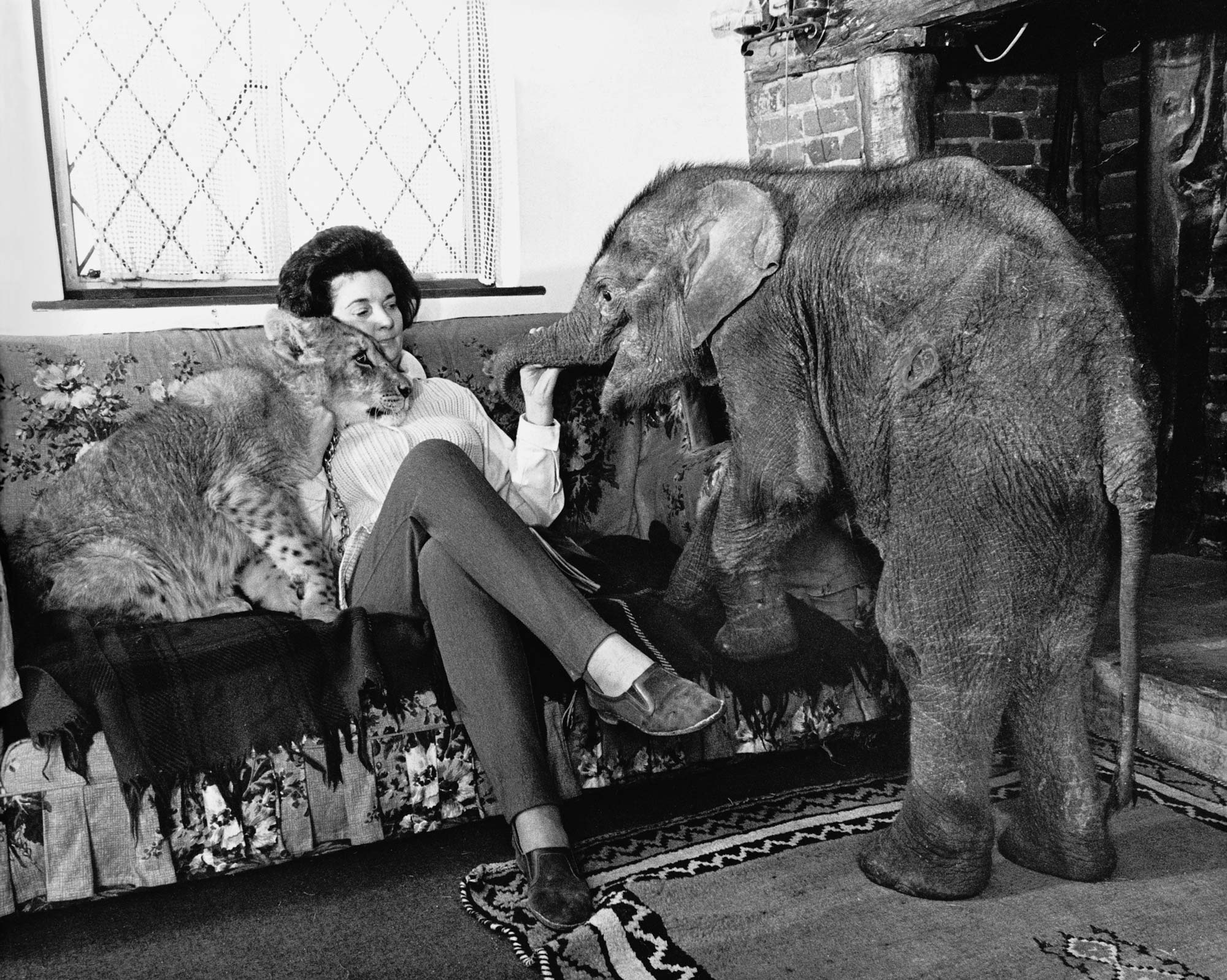 Sitting Room Zoo, John Drysdale, 1979