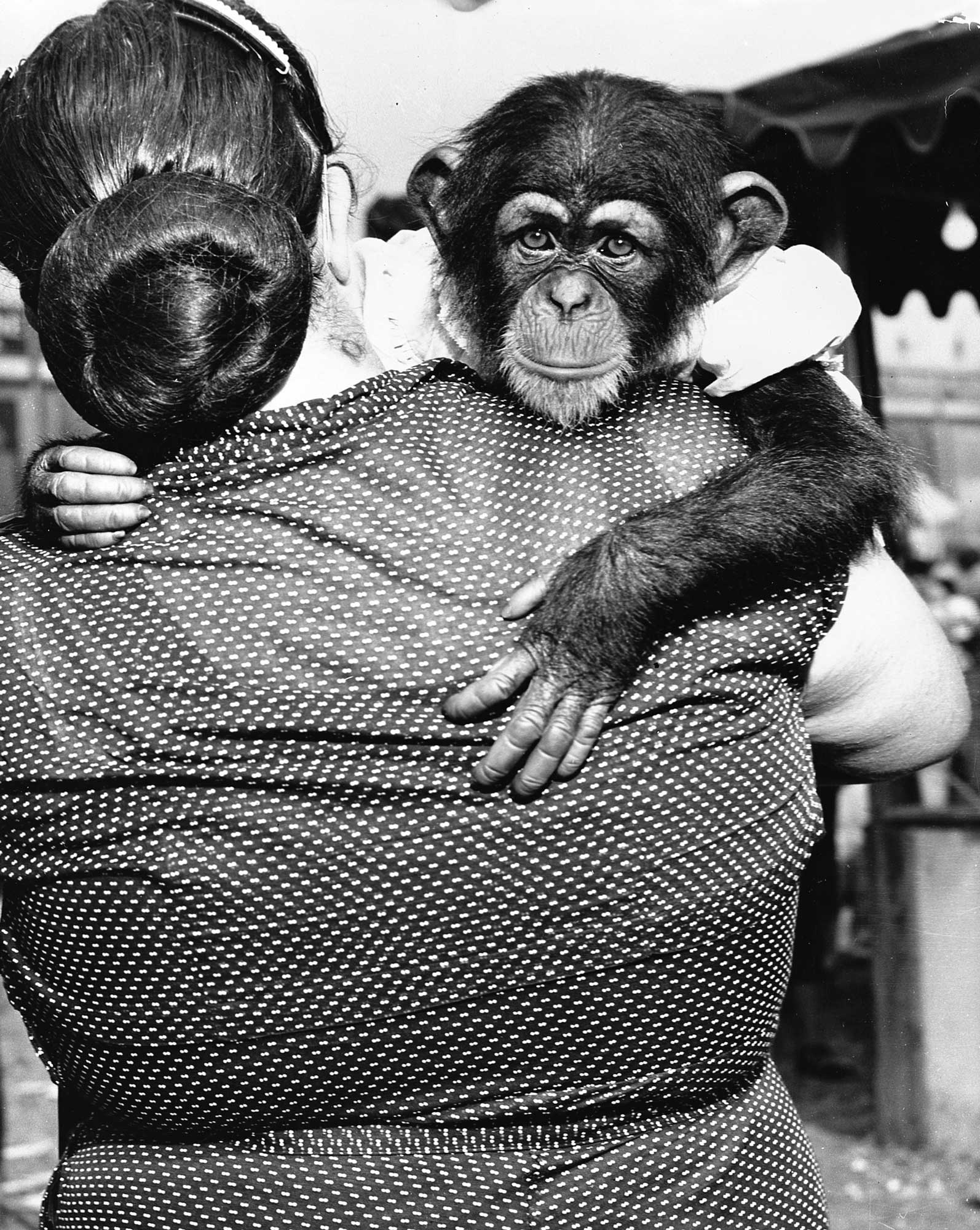 Hollywood – Native Son, Weegee, c. 1950